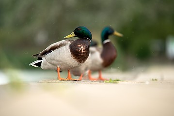 Image showing Duck on green grass