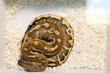 Image showing Young snake photo from above