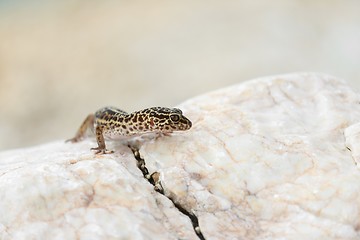 Image showing Gecko lizard on rocks 