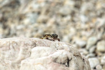Image showing Gecko lizard on rocks 