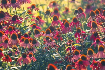 Image showing Small red flowers at spring