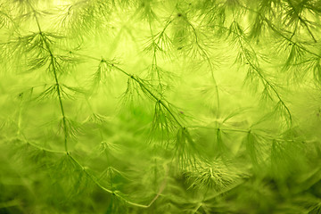 Image showing Green plant closeup photo