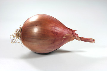 Image showing dry onion