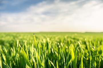 Image showing Closeup photo of fresh green grass