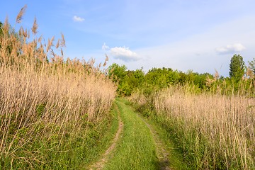 Image showing Small Pathway going trough the forest