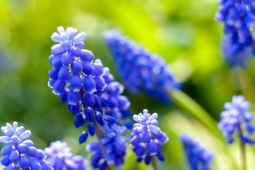 Image showing Small blue flowers at spring