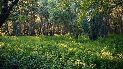 Image showing Deep in the forest