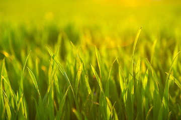 Image showing Closeup photo of fresh green grass