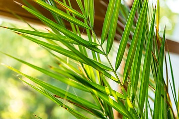 Image showing Green plant against window