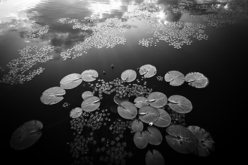 Image showing Peaceful place at the pond