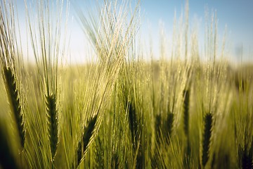 Image showing Closeup photo of some fresh wheat