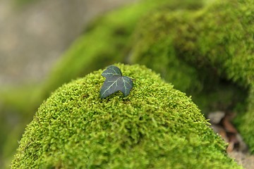 Image showing Green moss isolated 