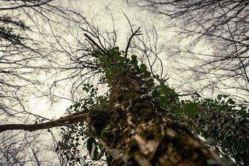 Image showing Abstract hoto of some winter branches