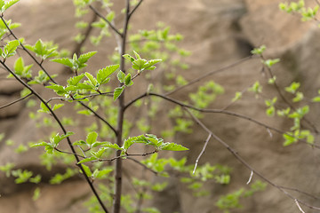 Image showing green leaves on the tree