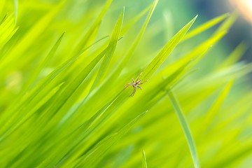 Image showing Closeup photo of fresh green grass