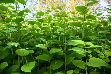 Image showing Fresh plant closeup photo