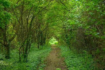 Image showing Small Pathway going trough the forest