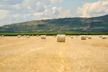 Image showing Hay bails on the field