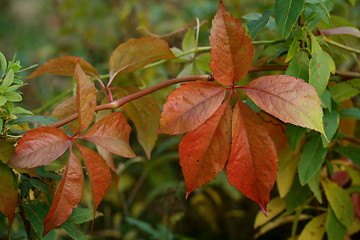 Image showing Autumn leaf