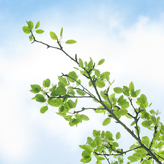 Image showing Branch with green leaves against blue sky