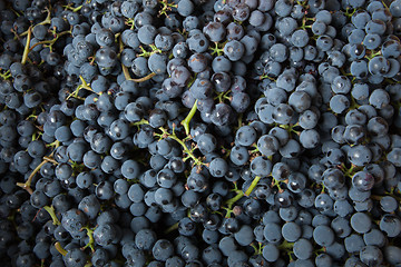 Image showing background from blue grape