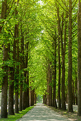 Image showing Road in green park