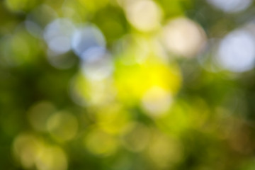 Image showing abstract green background with natural bokeh