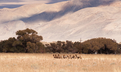 Image showing Male Bull Elk Leads Female Animal Brood Mates Livestock Owens Va