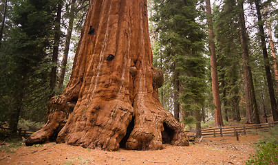Image showing Base Roots Giant Sequoia Tree Forest California
