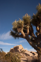 Image showing Joshua Tree Sunrise Cloud Landscape California National Park