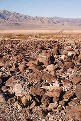 Image showing Cactus and Rock Nadeau Trail  Panamint Springs Death Valley