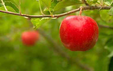 Image showing An Apple Orchard Yields Fresh Fruit Washington State