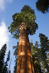 Image showing Giant Ancient Seqouia Tree Kings Canyon National Park