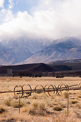 Image showing Black Angus Cattle Mountain Ranch Living Livestock Farm Agricult