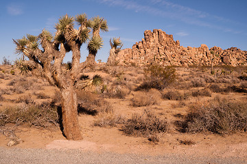 Image showing Joshua Tree With Rock Formation Landscape California National Pa