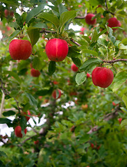 Image showing Vertical composition industrial apple orchard fruit trees