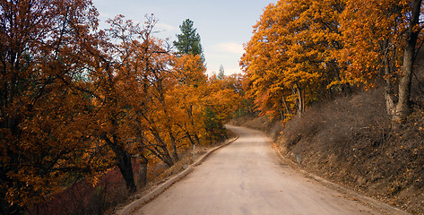 Image showing Primitive Road Leads to California Woods Fall Color