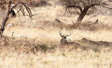 Image showing A Young Male Deer Buck Lays in the Shade