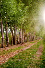 Image showing Red Dirt Road Farm Fruit Orchard Land Edge Sunset