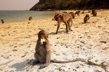 Image showing ASIA THAILAND HUA HIN KHAO SAM ROI YOT