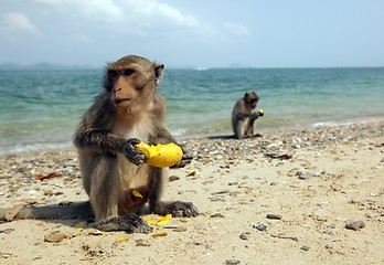 Image showing ASIA THAILAND HUA HIN KHAO SAM ROI YOT