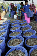 Image showing ASIA THAILAND HUA HIN KHAO SAM ROI YOT