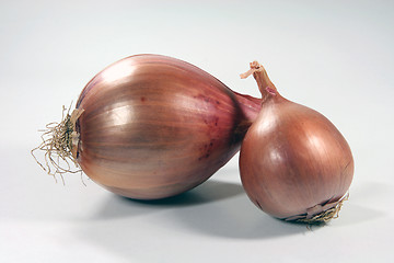 Image showing two dry onions