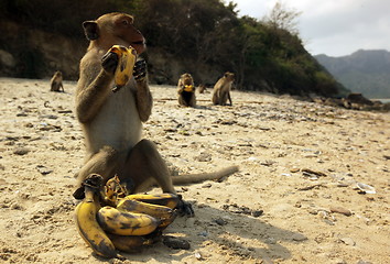 Image showing THAILAND KHAO SAM ROI YOT