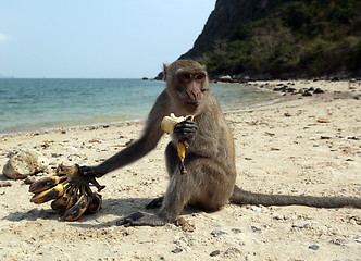 Image showing ASIA THAILAND HUA HIN KHAO SAM ROI YOT