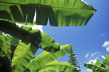 Image showing AMERICA CUBA BARACOA