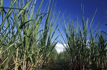 Image showing AMERICA CUBA HOLGUIN