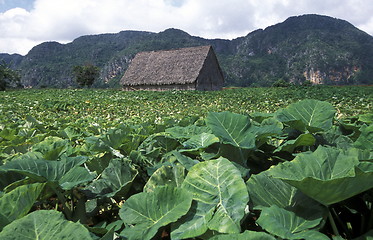 Image showing AMERICA CUBA VINALES