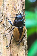 Image showing insect, beetle, bug, in genus Odontolabis