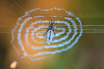 Image showing Spider on the web.